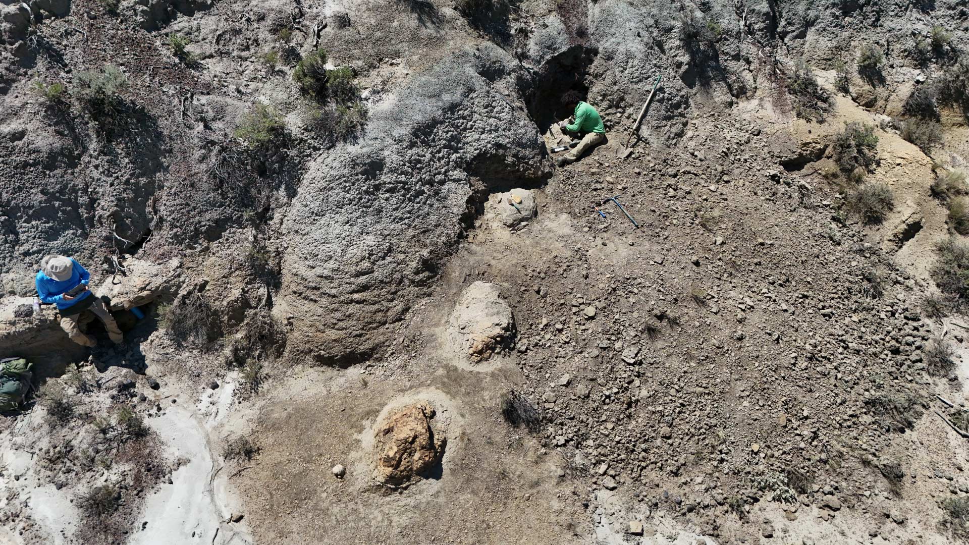 Вперше в світі: в США знайшли скам’янілі сліди дорослого тиранозавра Вперше в світі: в США знайшли скам’янілі сліди дорослого тиранозавра