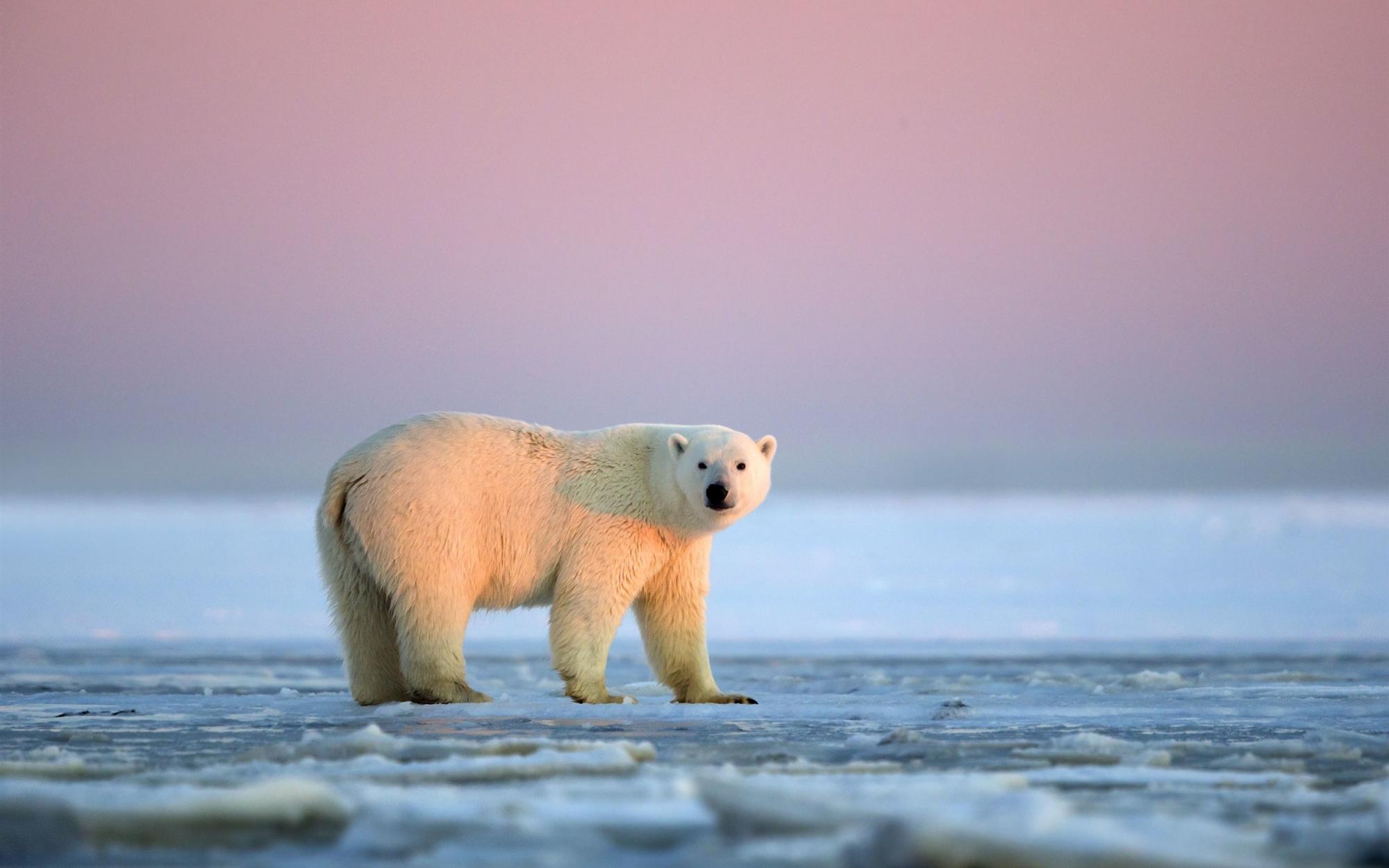 Арктичний морський лід став тоншим, ніж вважали вчені