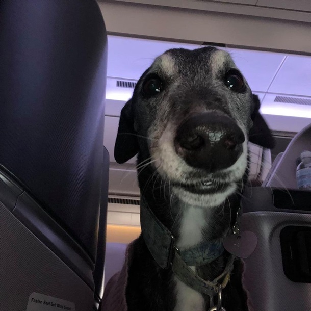 Собака облетела полмира в бизнес-классе самолета. ФОТО