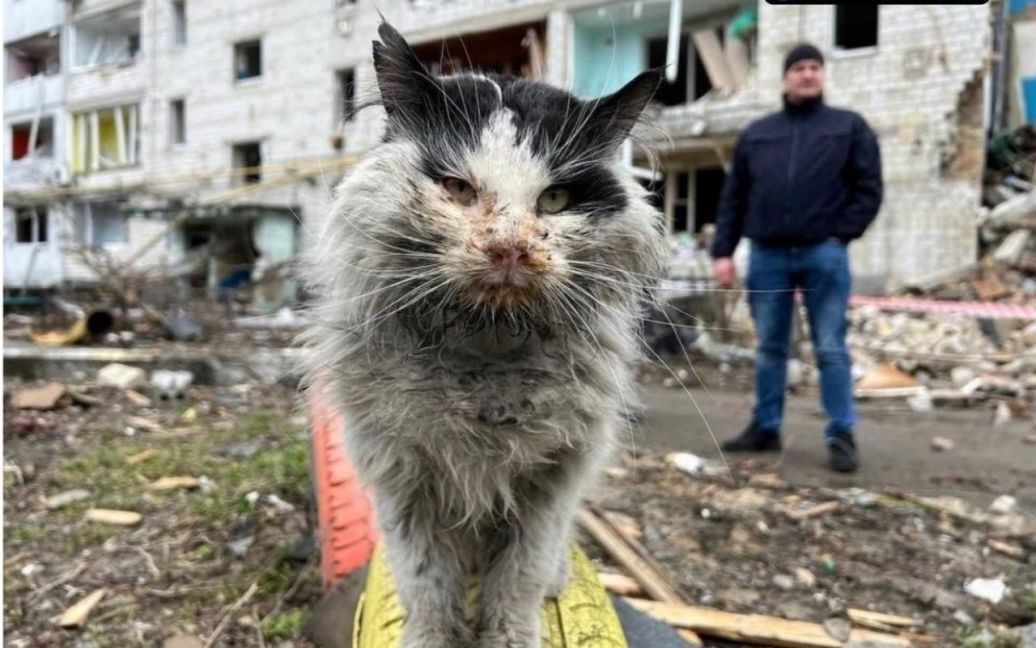 Постраждав через обстріли у Бородянці: помер кіт Мурчик, якого намагались врятувати