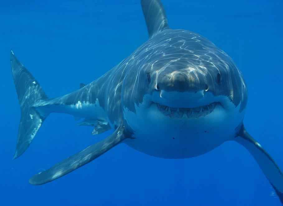 National Geographic: Почему акулы нападают на людей?