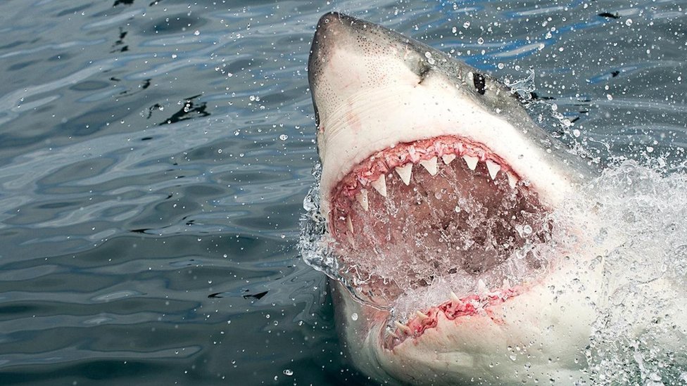 В Австралии на глазах жены на мужчину напали сразу две акулы: тело так и не нашли