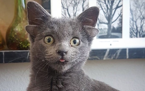 Для чудного котенка с четырьмя ушами в Турции нашли дом. ФОТО
