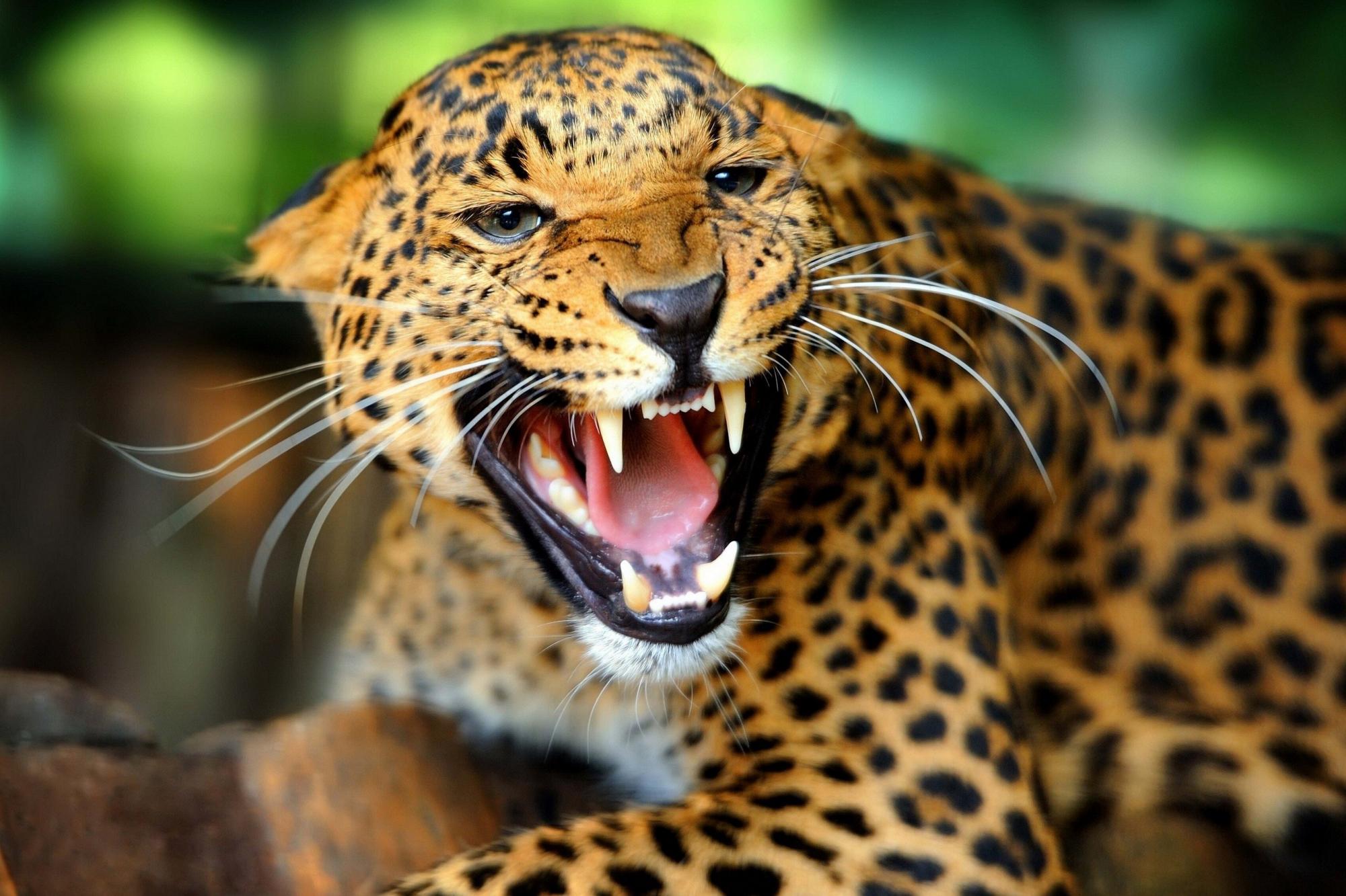 The Sun: У Бразилії ягуар напав на чоловіка і видер йому кігтем око