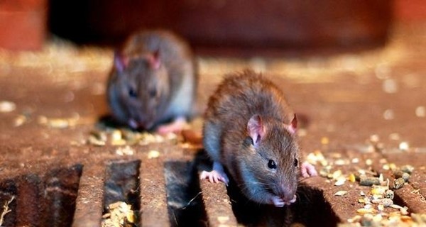 Популярные курорты в Европе атаковали черные крысы: врачи бьют тревогу из-за вспышки эпидемии