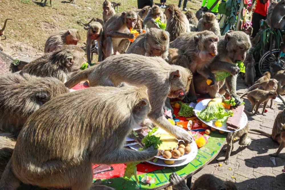 Фуршет для макак: в Таиланде прошел ежегодный обезьяний фестиваль