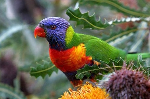Пьяные попугаи терроризируют жителей Австралии