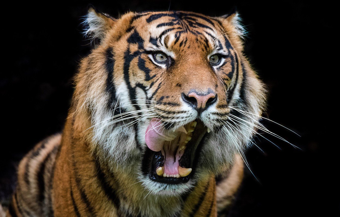 У сафарі-парку в Японії тигр накинувся на людей