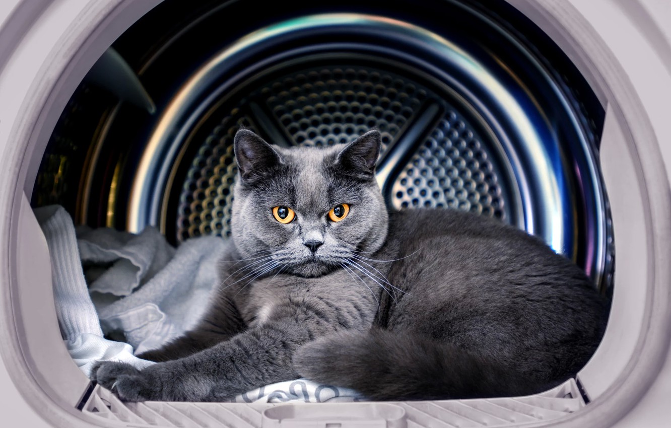 В Днепре невнимательная хозяйка 30 минут стирала кота