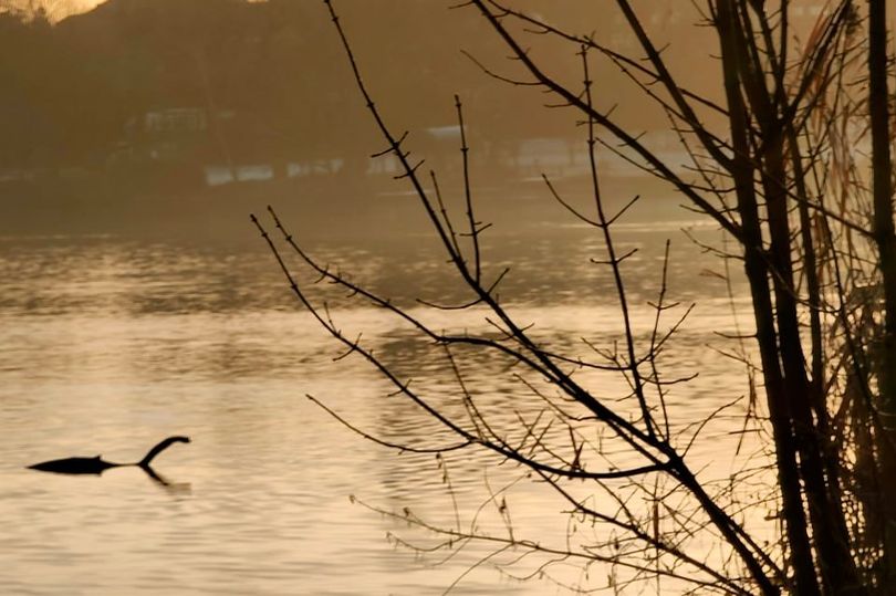 В озере Лондона заметили новое "Лох-несское чудовище"