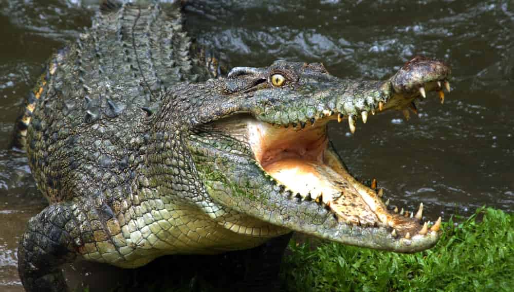 Крокодил відкусив руку жінці, яка прала одяг у річці