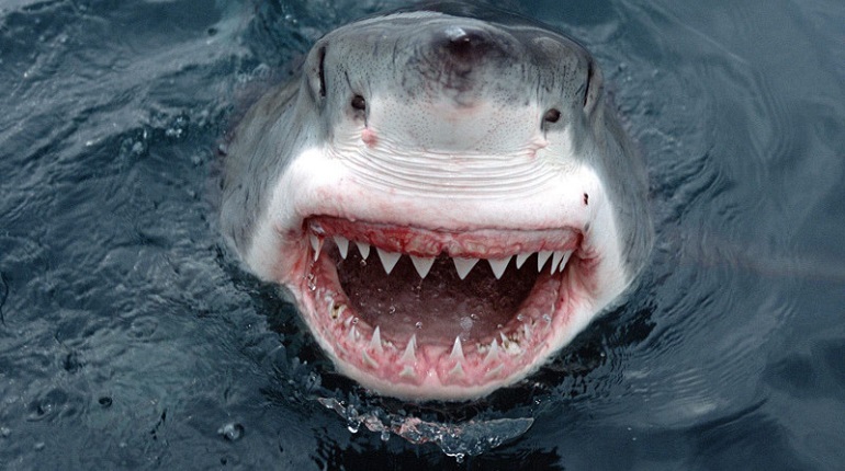 В Австралии акула убила человека, а очевидцы беспомощно смотрели
