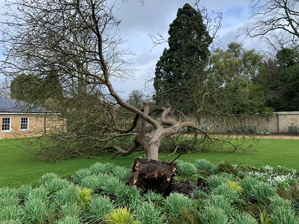 Буря уничтожила "яблоню Ньютона" в Кембридже