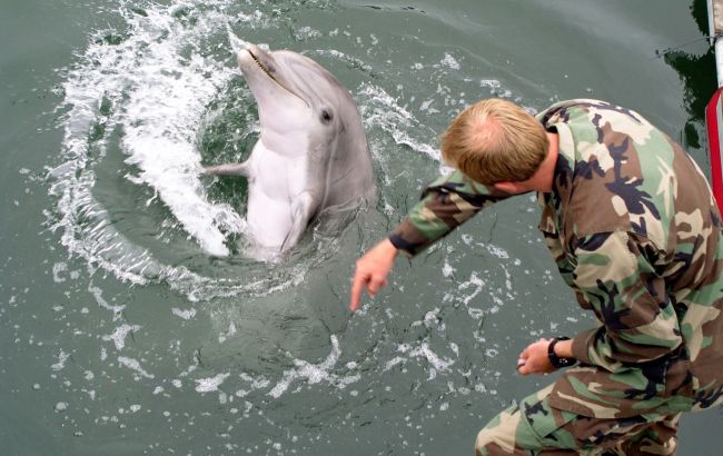 Росія перемістила до Севастополя дві загони для бойових дельфінів