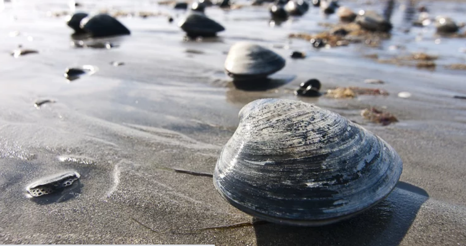 Вчені знайшли молюска, який вважався вимерлим протягом 40 тисяч років