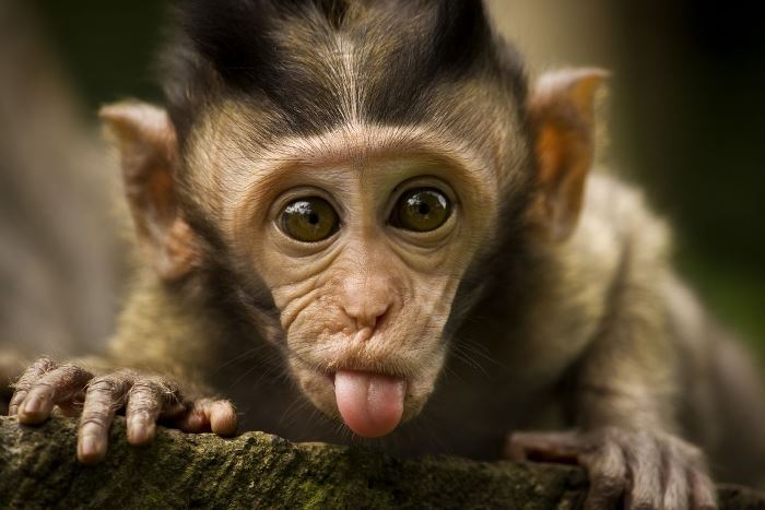ВООЗ не бачить необхідності термінової масової вакцинації проти віспи мавп – Reuters
