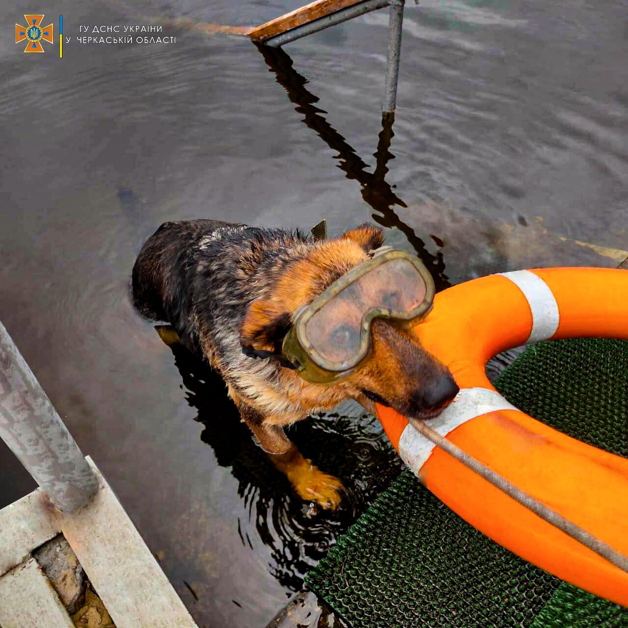 Як собака-водолаз Найда допомагає черкаським рятувальникам