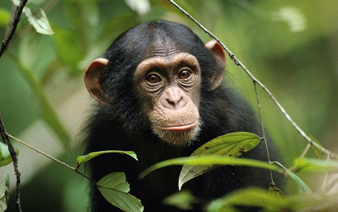 У світі цього року зафіксували першу смерть від мавпячої віспи