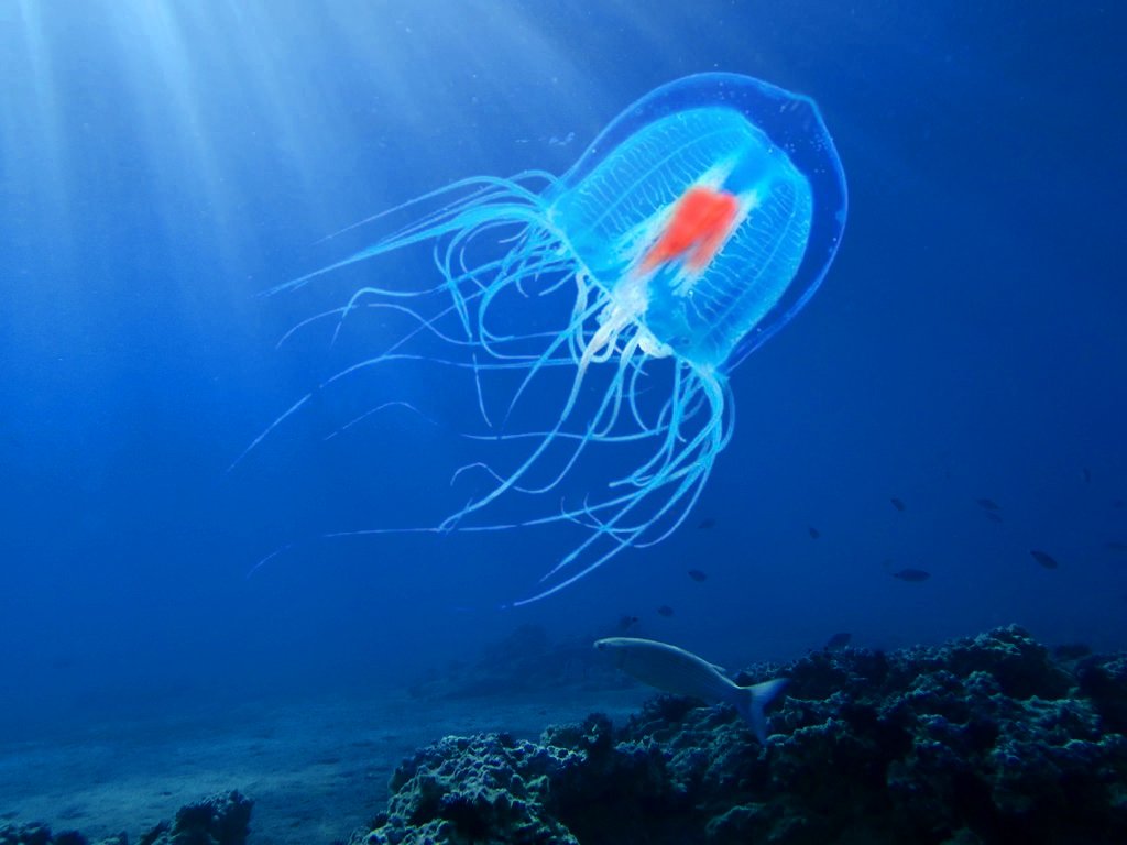 Ключ до вічної молодості. Іспанські вчені виявили гени медузи, які відповідають за безсмертя