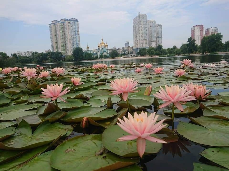 У Києві на озері розквітнув сад різнокольорових німфей. ФОТО