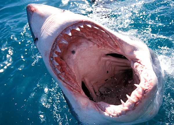 З'явились нові подробиці смертельних нападів акули в Єгипті