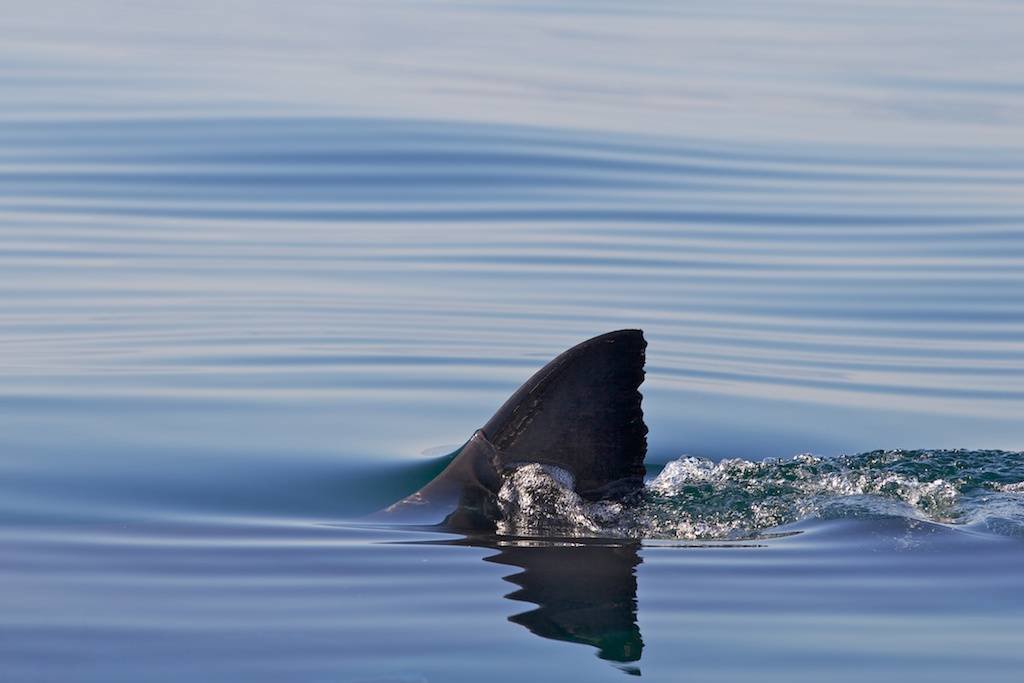 На узбережжі Туреччини побачили "акулу": сміливі відпочивальники відігнали рибу шваброю 