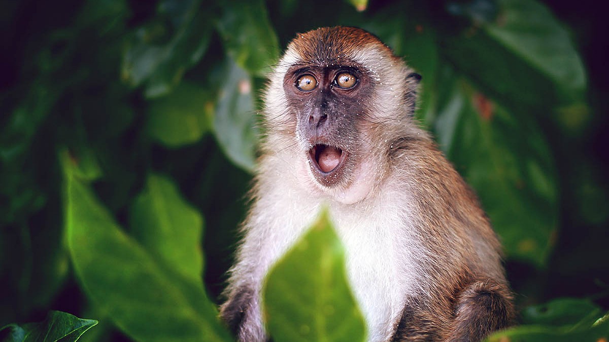 Тату-салон в Іспанії виявився розсадником віспи мавп