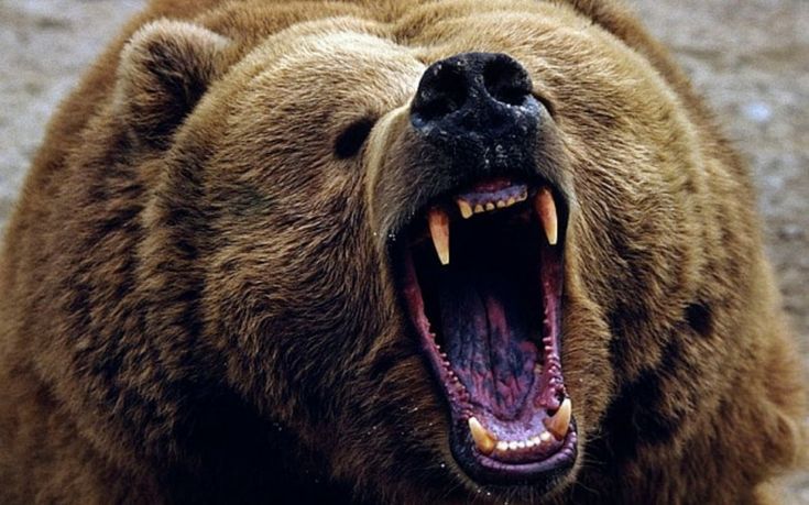 У США голодний ведмідь роздер туристку: моторошні подробиці трагедії