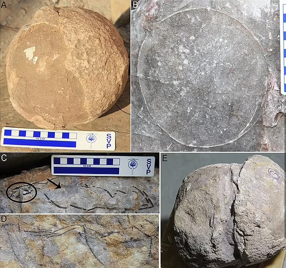 В Індії знайшли гніздо з 256 скам'янілими яйцями динозаврів