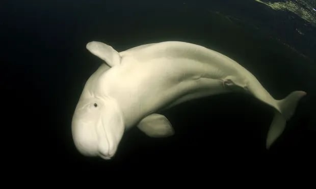 У Сені під Парижем уже тиждень рятують кита-білуху, проте надії дедалі менше