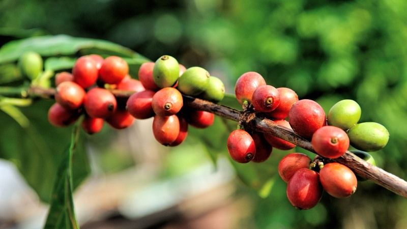 Неврожай у Бразилії може ще більше підняти ціни на каву, – WSJ