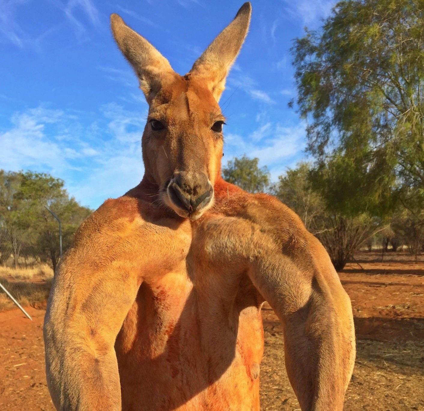 В Австралії чоловік помер внаслідок нападу "домашнього" кенгуру