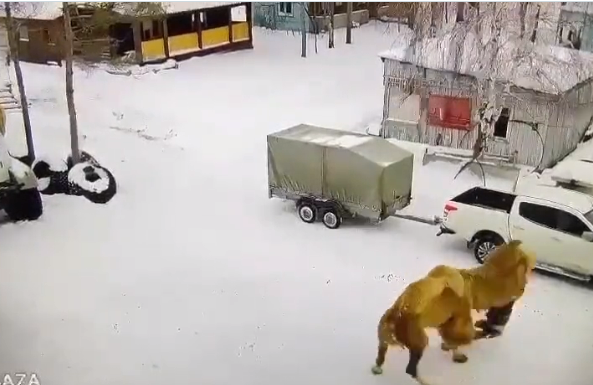 У РФ верблюд вбив агресивного росіянина