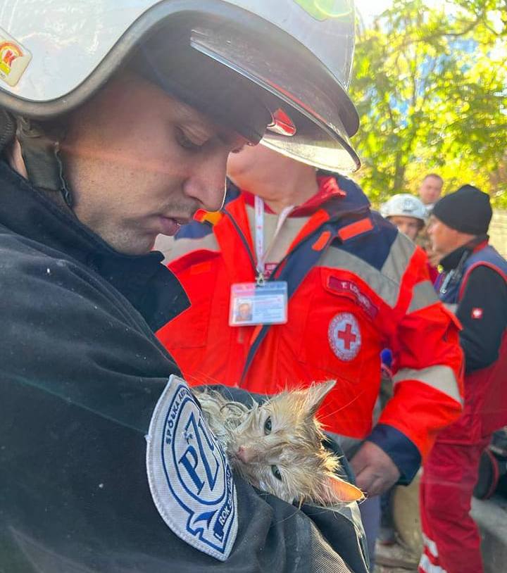 Рятувальники витягли кота з-під завалів багатоповерхівки в Києві 