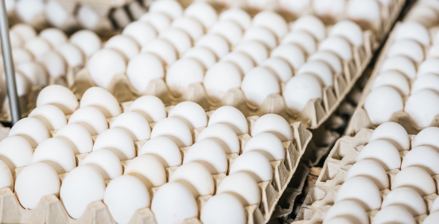 Антимонопольний комітет зайнявся стрибком цін на яйця