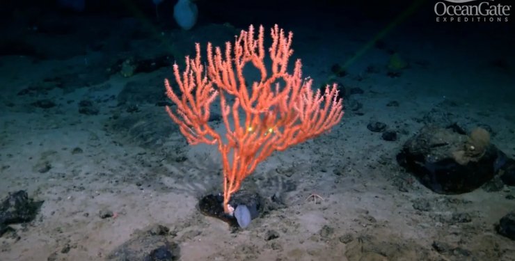 Вчені нарешті розкрили таємницю підводних "спалахів" біля "Титаніка"