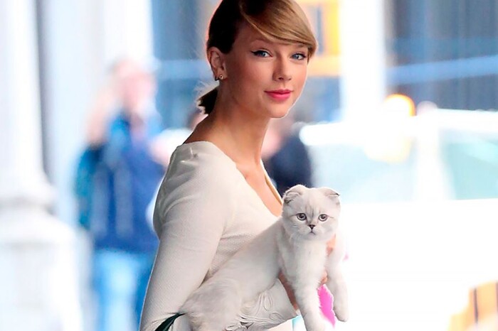 Кішка Тейлор Свіфт стала однією з найбагатших у світі