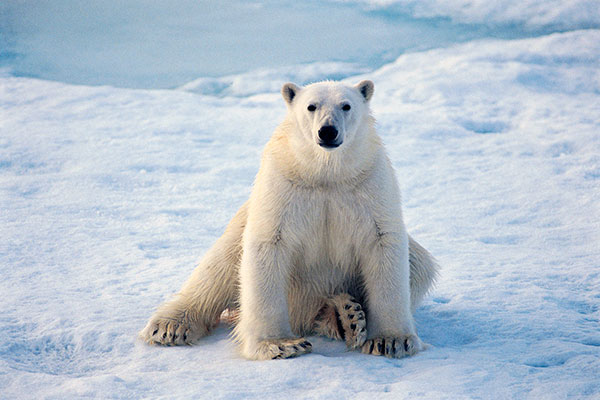 На Алясці білий ведмідь роздер двох людей