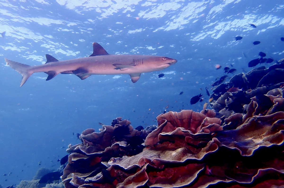 Більша частина рифових акул і скатів вимруть – дослідження
