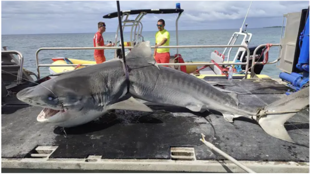 Акула-монстр на пляжі пошматувала чоловіка на очах у переляканих туристів