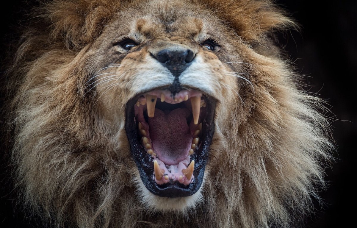 В російському зоопарку лев мало не з'їв п'яну жінку, яка спробувала залізти до нього у вольєр: момент потрапив на відео
