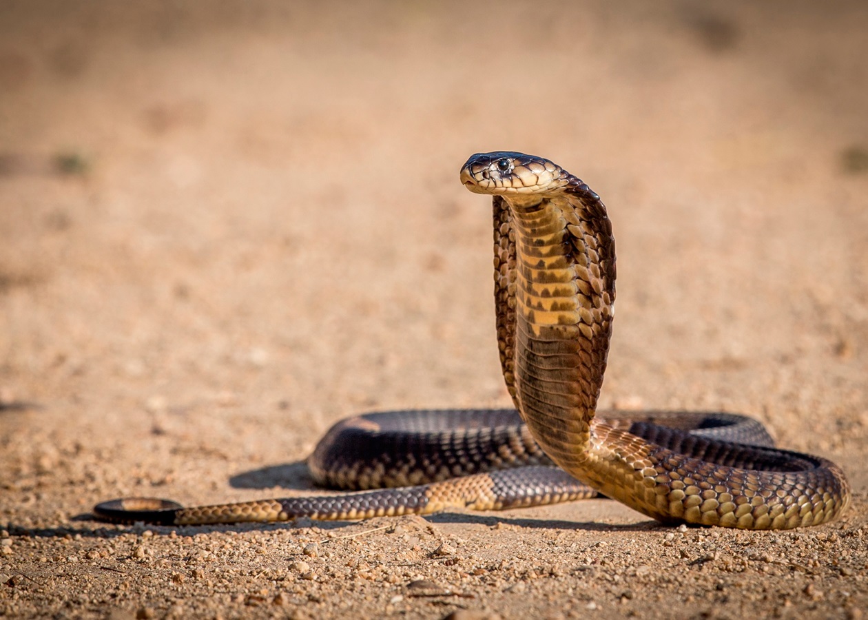 В Індії любитель змій помер після поцілунку з коброю