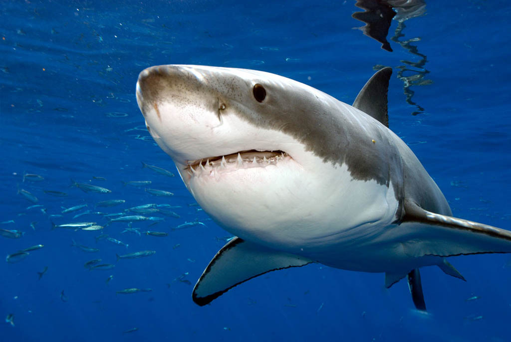 У Мексиці біла акула напала на чоловіка та відкусила йому голову