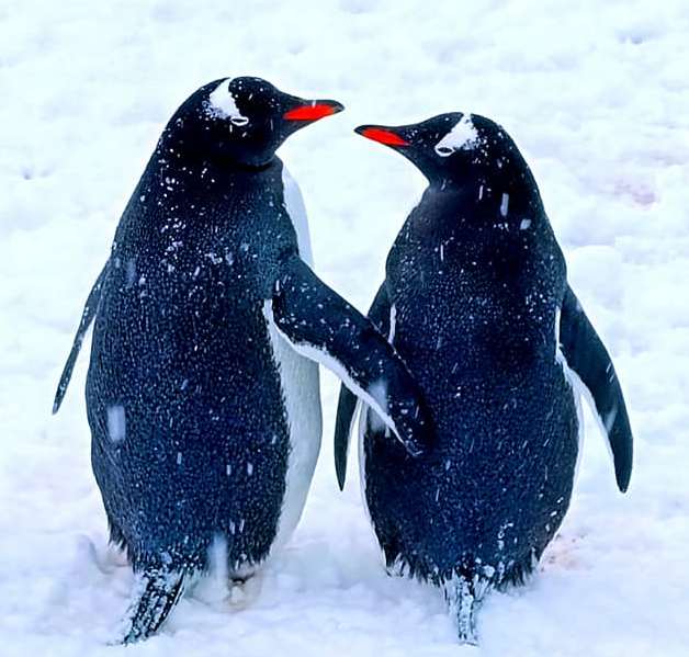 На "Вернадському" показали закоханих пінгвінів. ФОТО