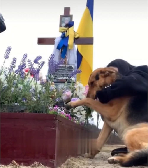Костянтин Грубич довів до сліз щемливим відео, як пес прощається із загиблим на війні господарем