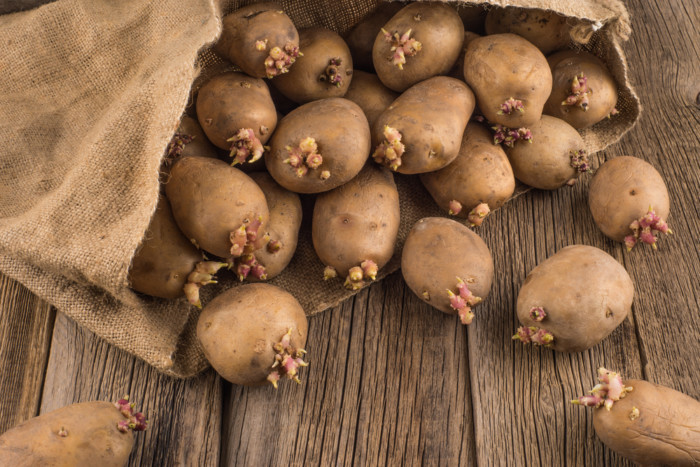 Небезпечно отруйна: яку картоплю категорично не можна їсти