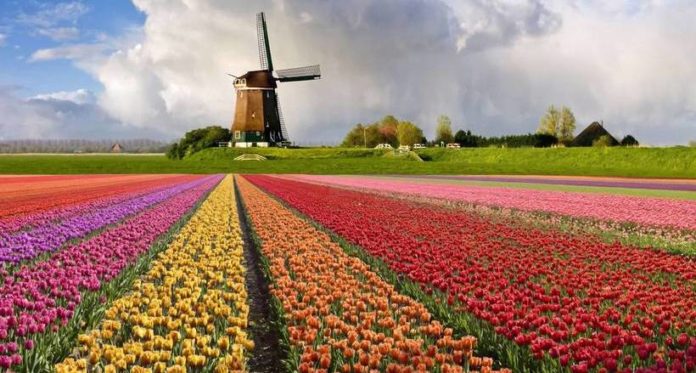 "Тюльпани роблять людей щасливими": Нідерланди продовжують продавати РФ квіти