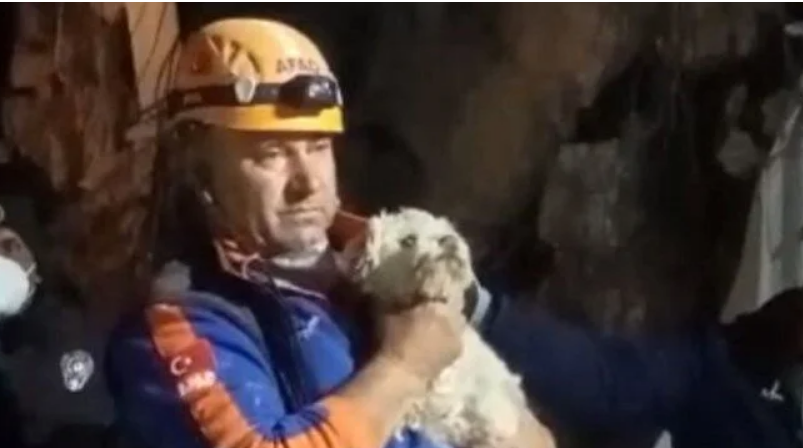 Справжнє диво: у Туреччині на 25 день після землетрусу з-під завалів врятували собаку