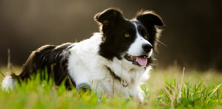 Які породи собак найрозумніші?