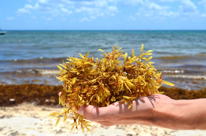 Згусток морських водоростей, що вдвічі перевищує ширину США, рухається в бік Флориди